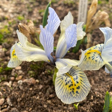 Reticulate Iris 'Katharine Hodgkin'