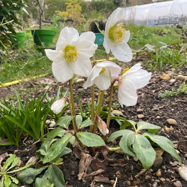 Helleborus niger