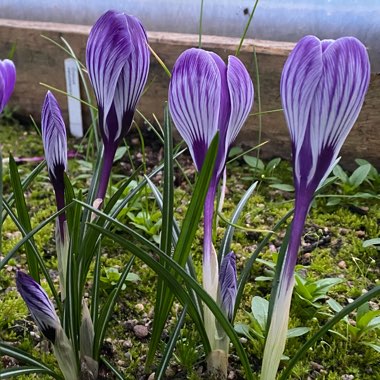 Crocus 'Twinborn'