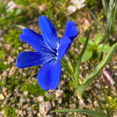 Chilean Blue Crocus