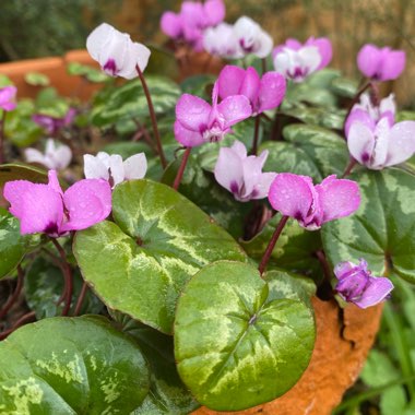 Rich's garden