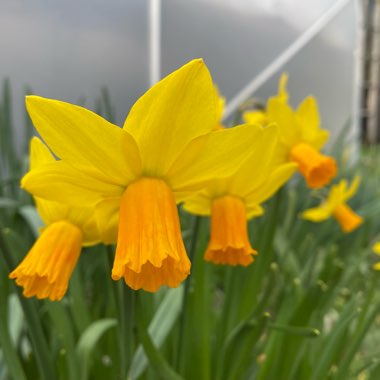 Daffodil 'Jetfire' (Cyclamineus)
