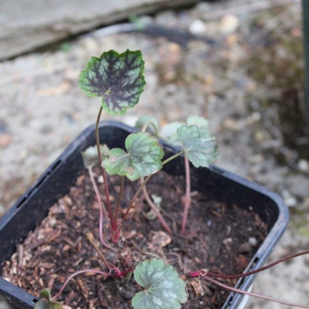 plant image 1655