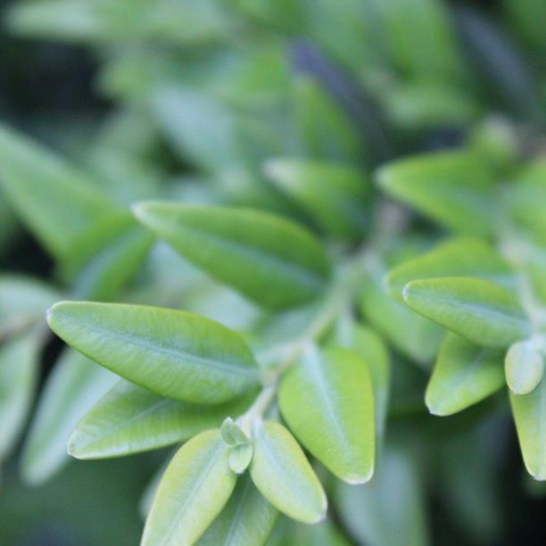 plant image 1661