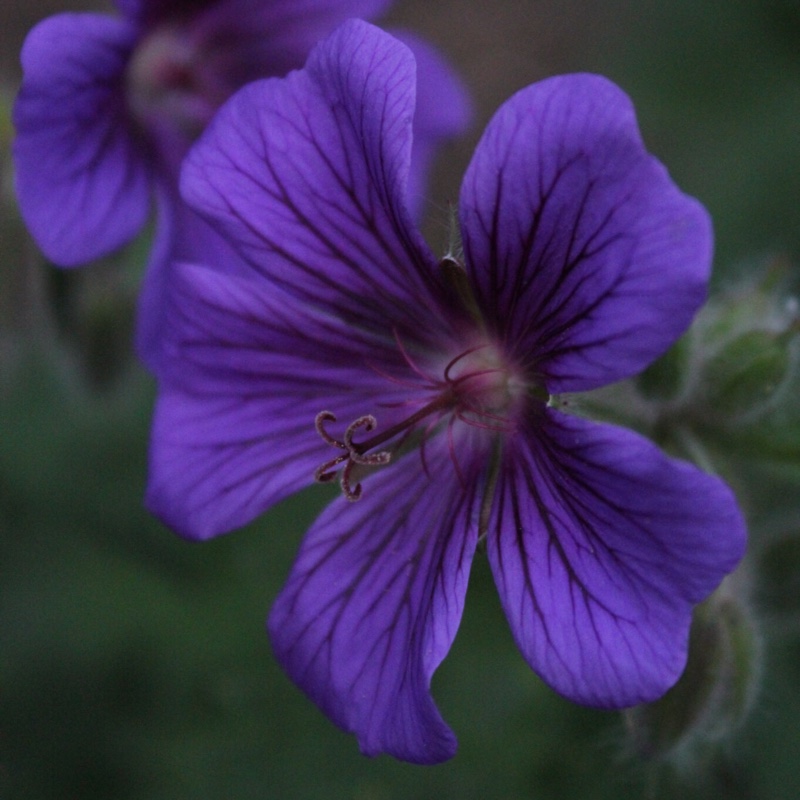 Geranium x magnificum syn. Geranium magnificum