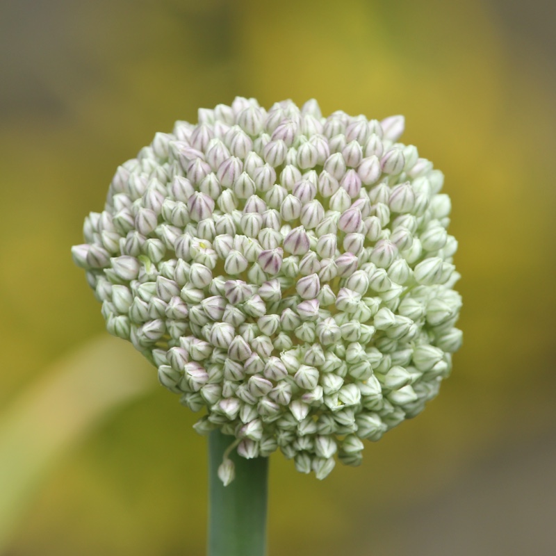 plant image 170349