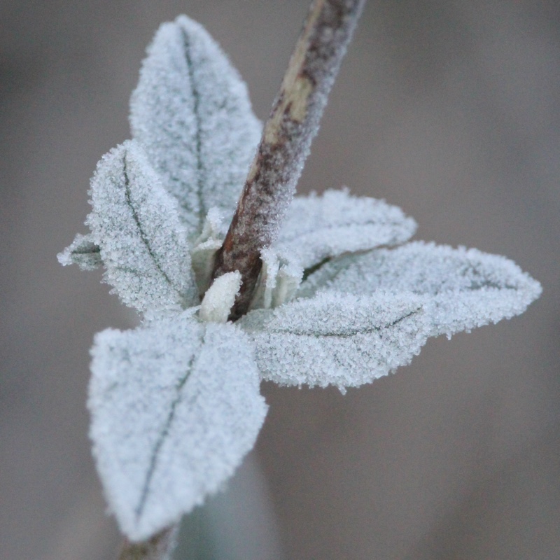 plant image 17373 plant image 17373