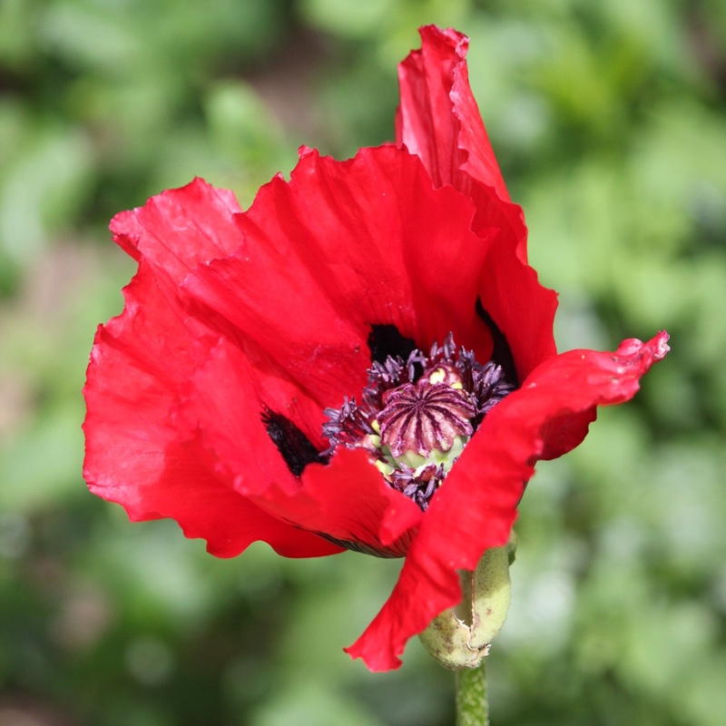 Plant image Papaver orientale 'Beauty of Livermere'