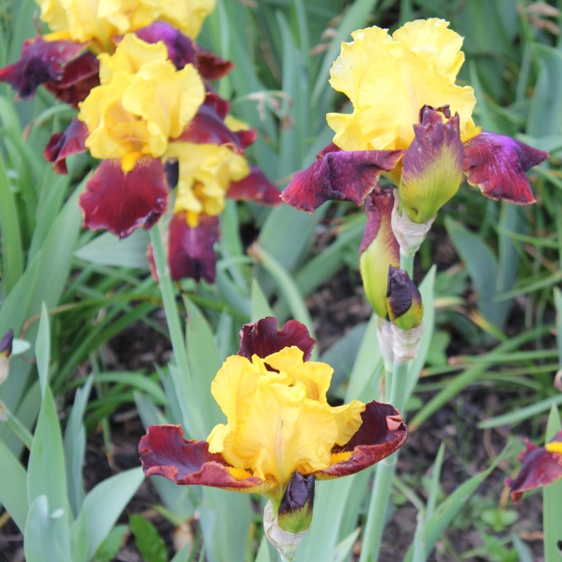 plant image 17754 plant image 17754