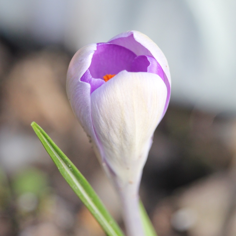 plant image 17900