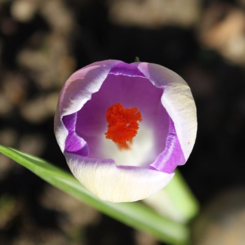 plant image 17901