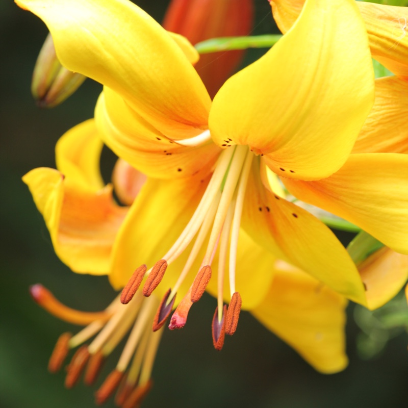 Plant image Lilium 'Chocolate Canary'