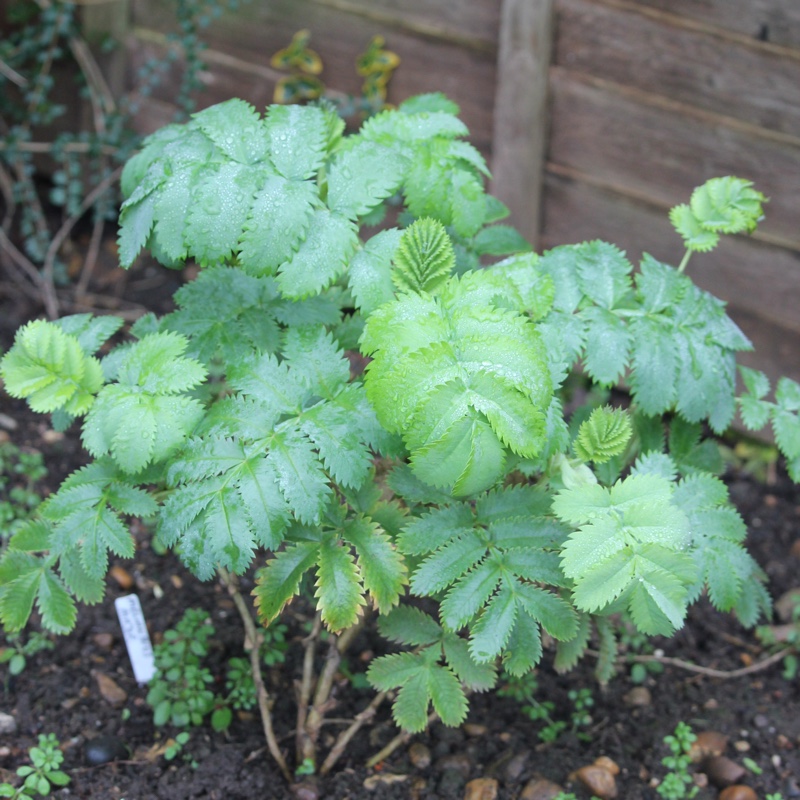 plant image 18087 plant image 18087