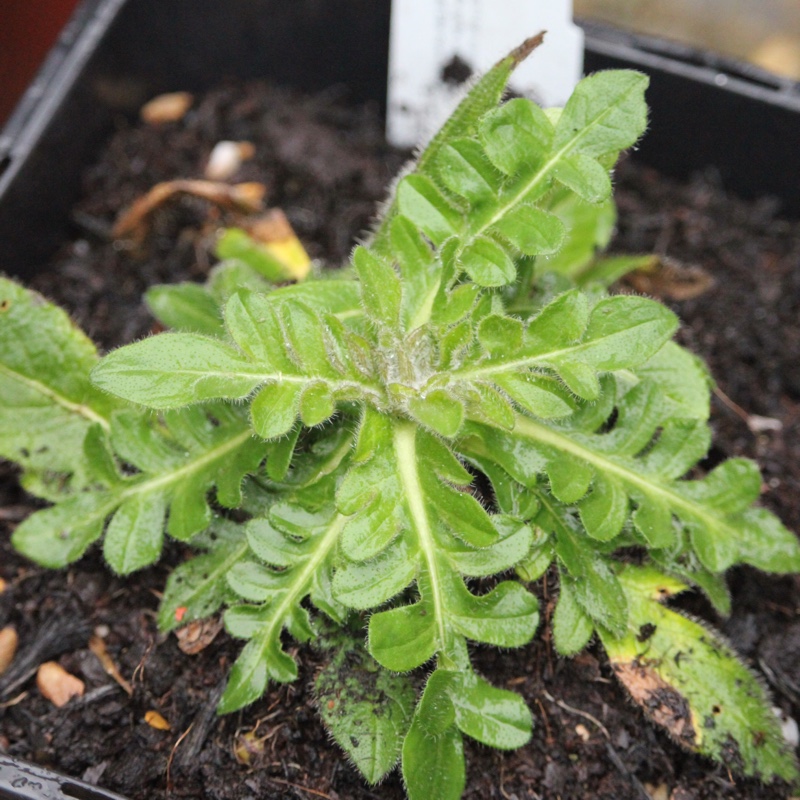plant image 18225