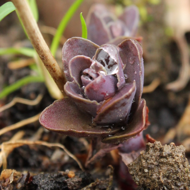 plant image 18267 plant image 18267