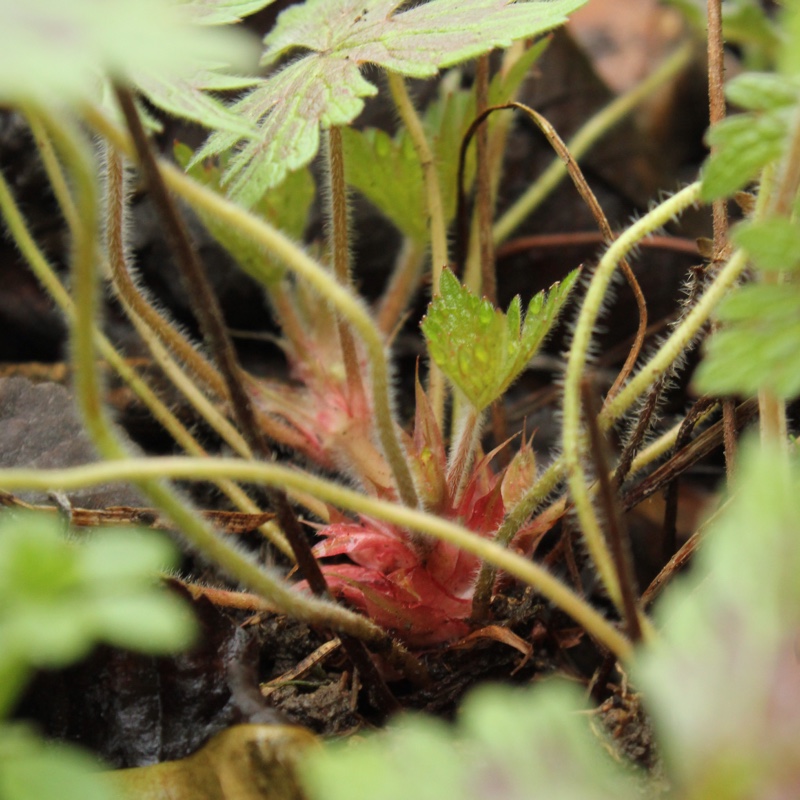 plant image 18328 plant image 18328