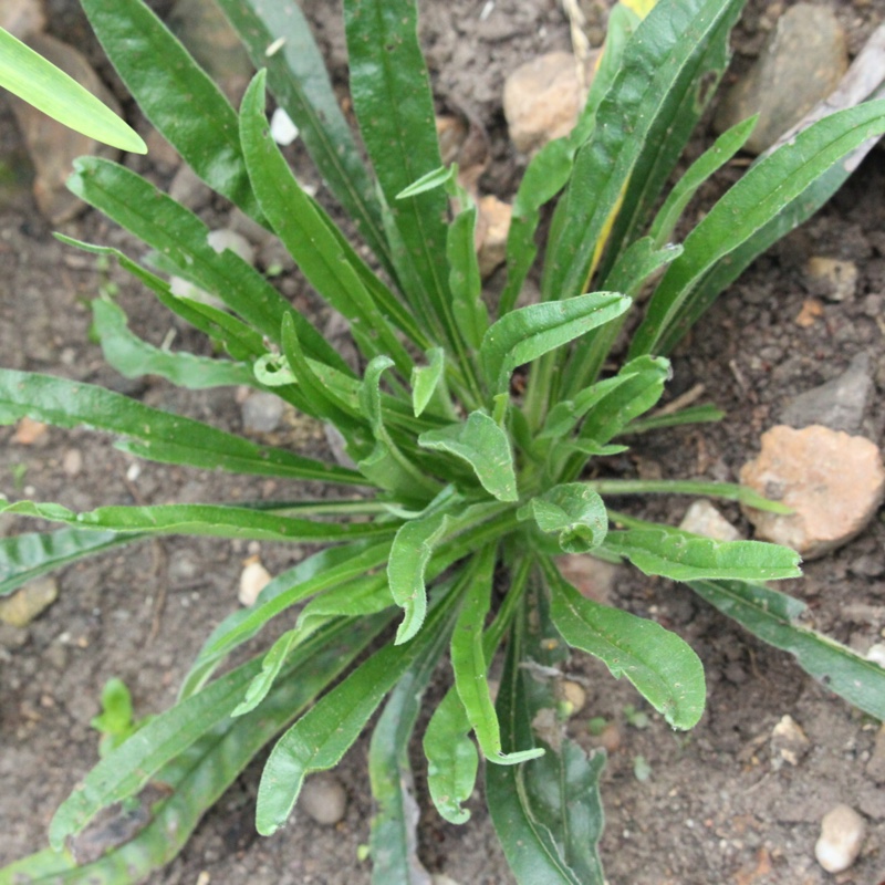 plant image 183286