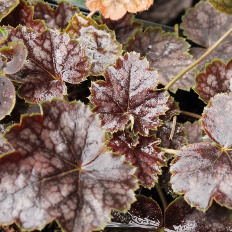 plant image 18330