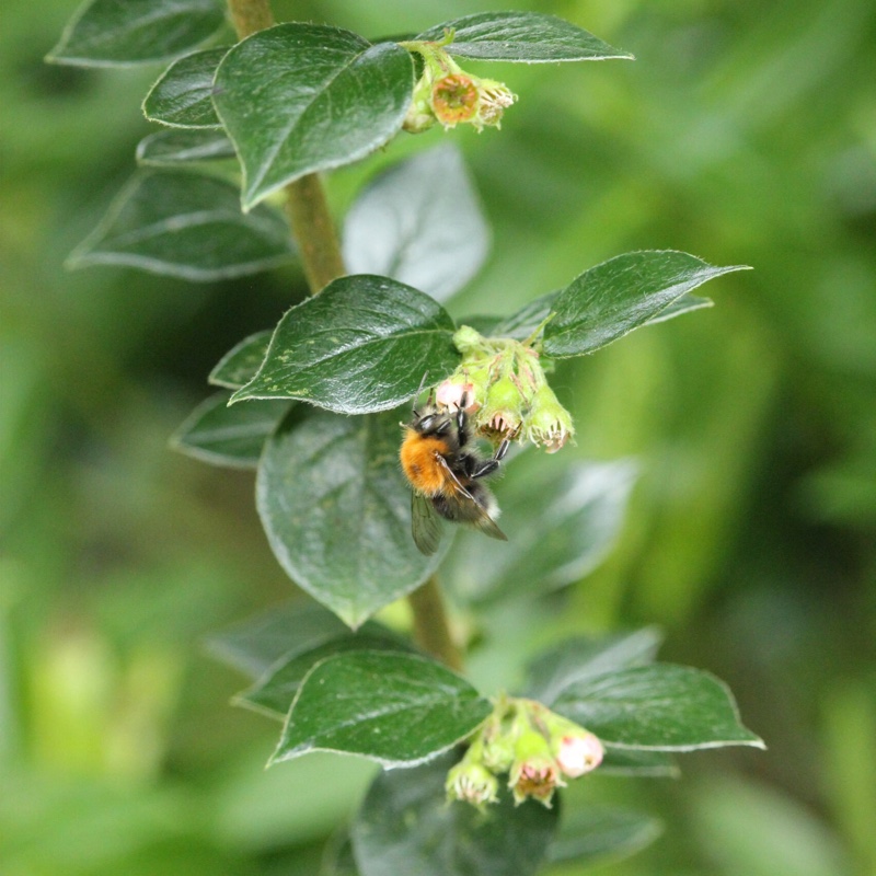 plant image 184041