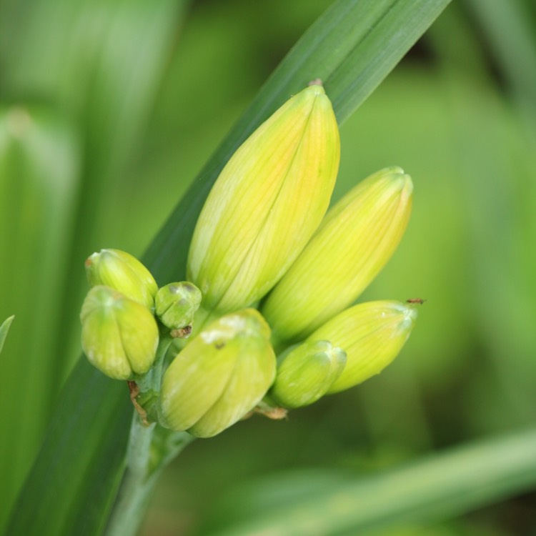 plant image 187269 plant image 187269