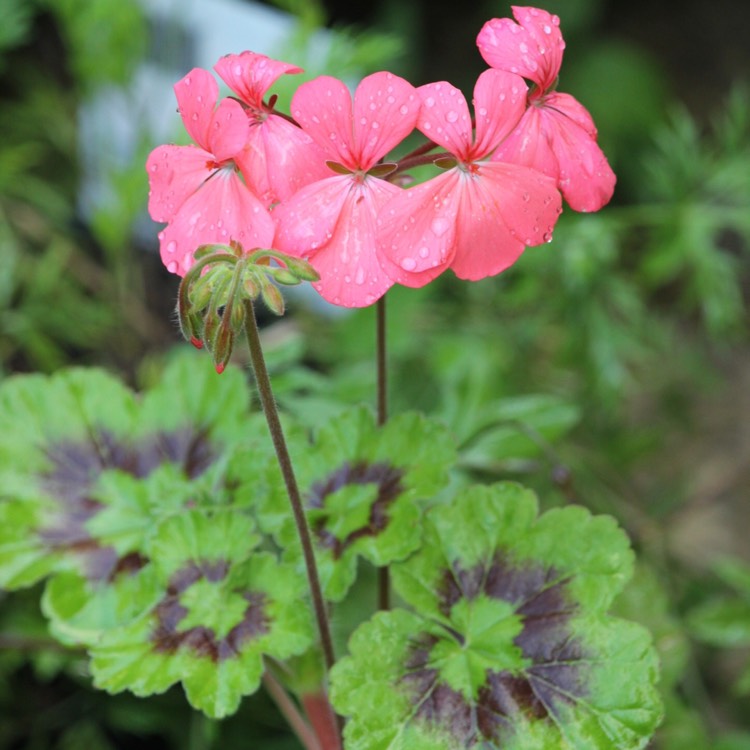 Plant image Pelargonium 'Tikorg' (Antik Series) syn. Pelargonium 'Antik Orange'