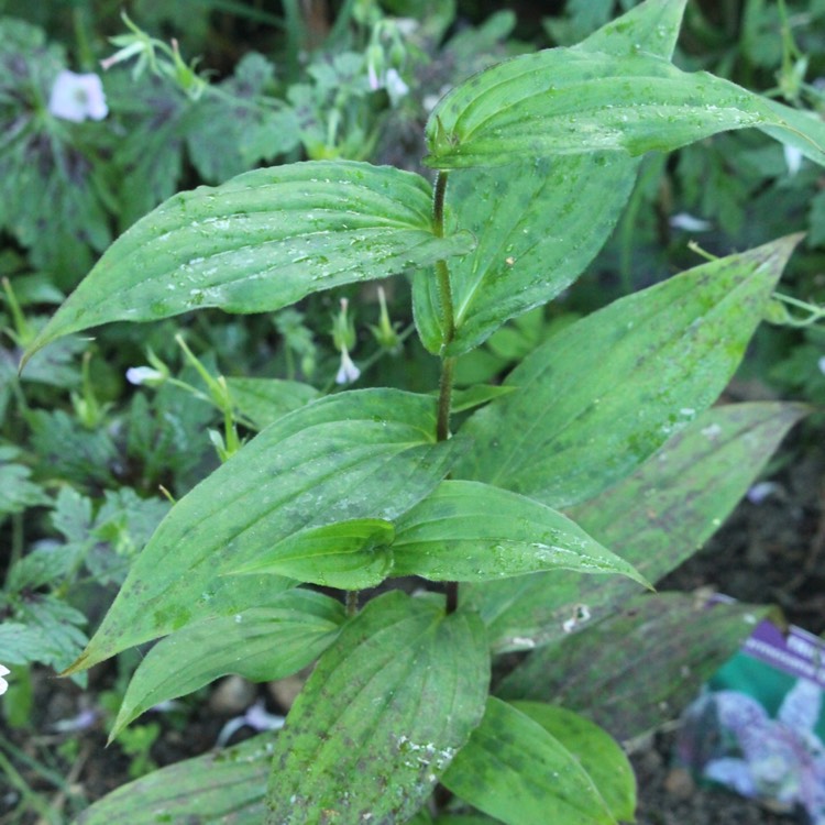 plant image 192765 plant image 192765