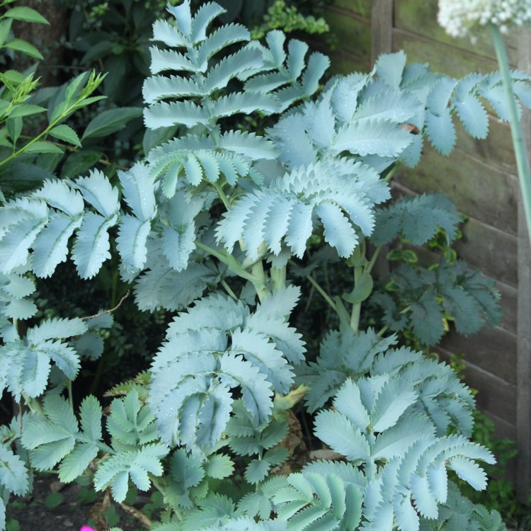 plant image 194885 plant image 194885