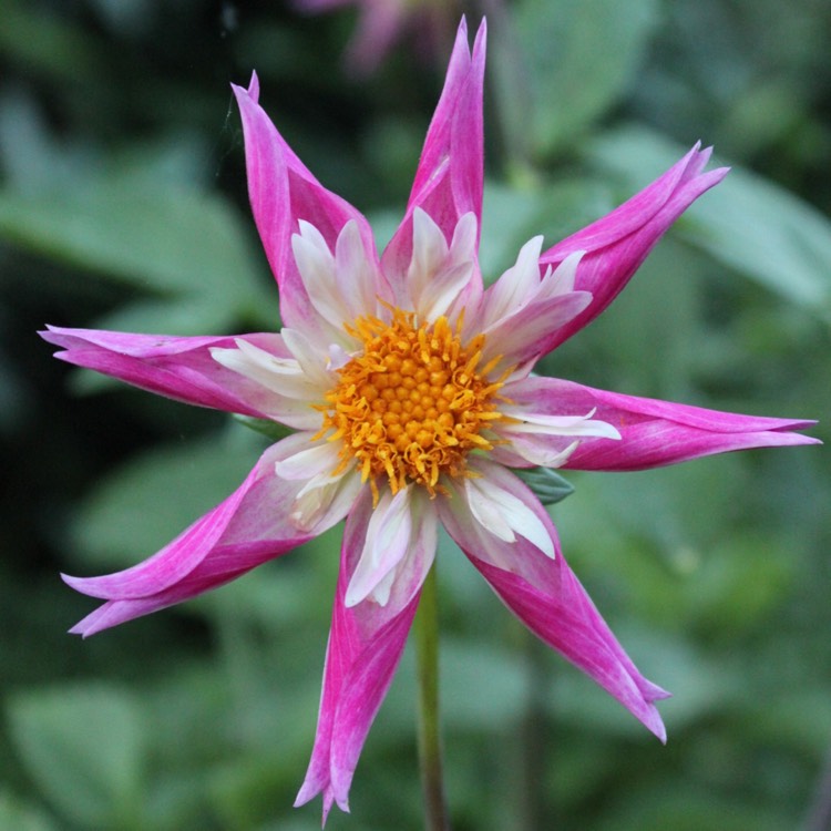 plant image 194904