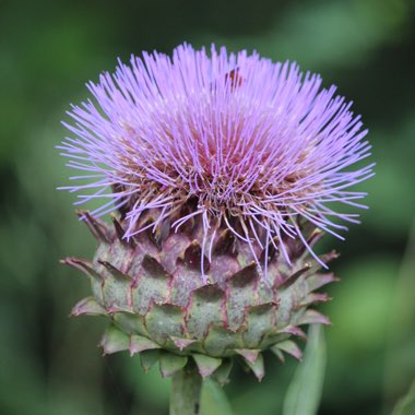 Cynara cardunculus syn. Cynara cardunculus Cardoon