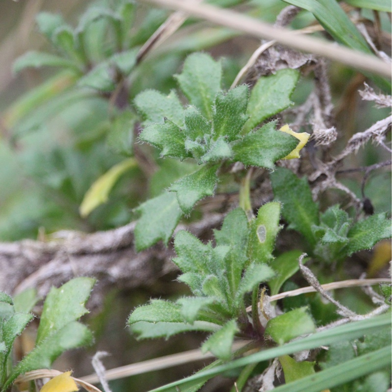 plant image 20769