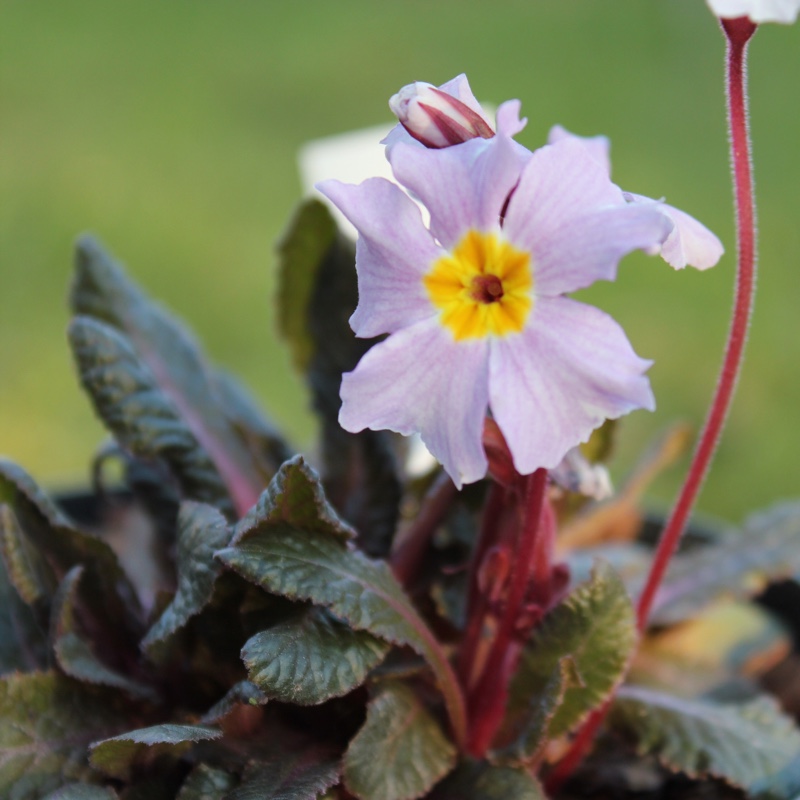 plant image 20922