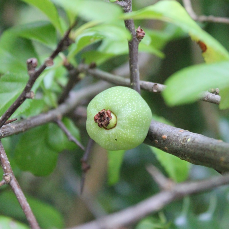 plant image 2178