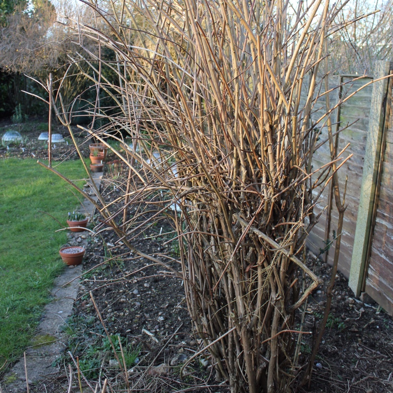 plant image 22025