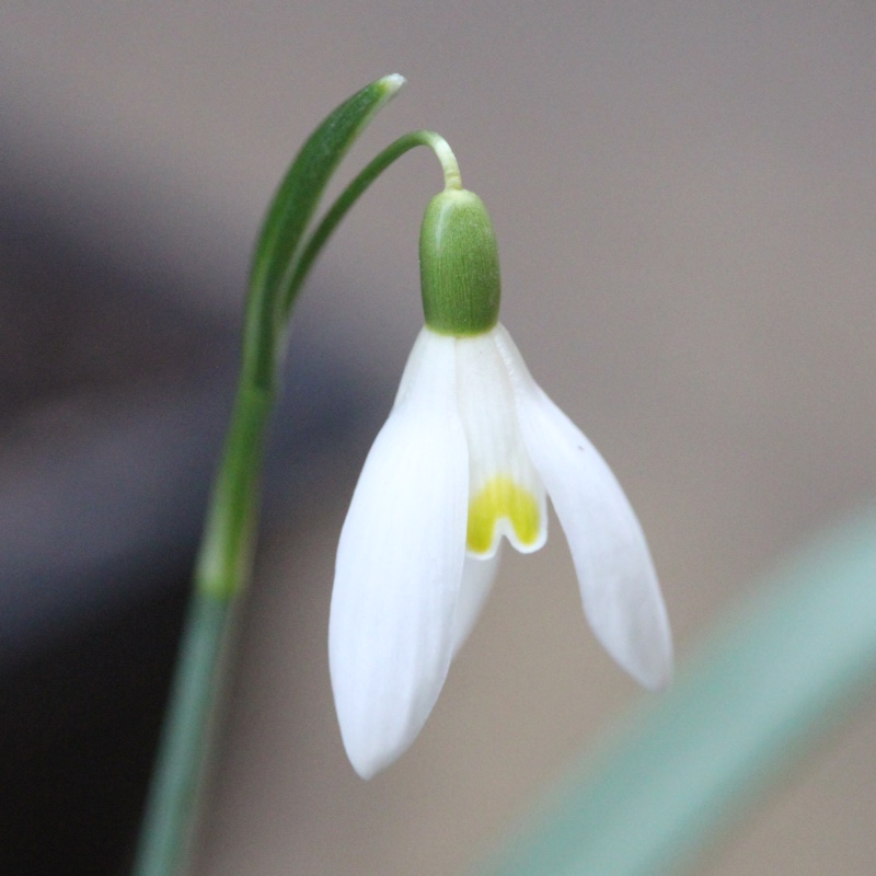 plant image 22752
