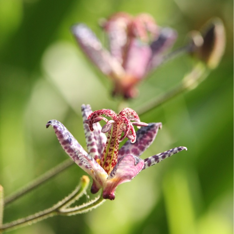 Plant image Tricyrtis formosana 'Dark Beauty'
