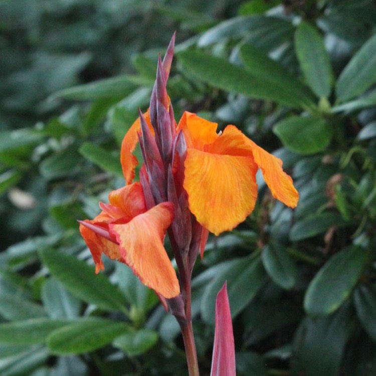 plant image 238417 plant image 238417