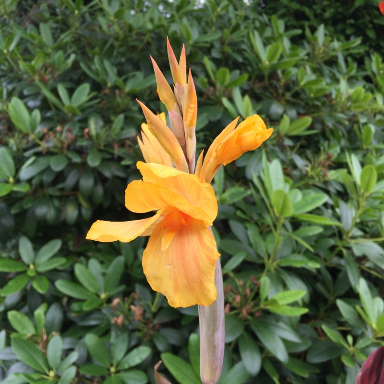 plant image 239443