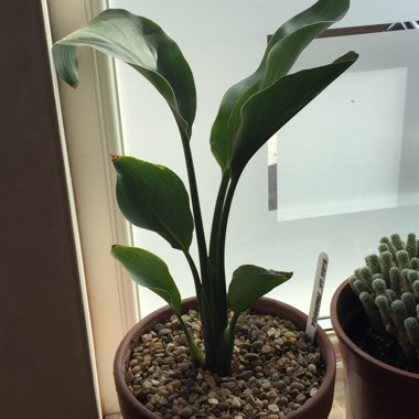 Strelitzia reginae