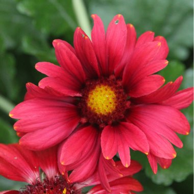 Gaillardia x grandiflora 'Burgunder' syn. Gaillardia 'Burgunder', Gaillardia x grandiflora 'Burgundy', Gaillardia 'Burgundy'