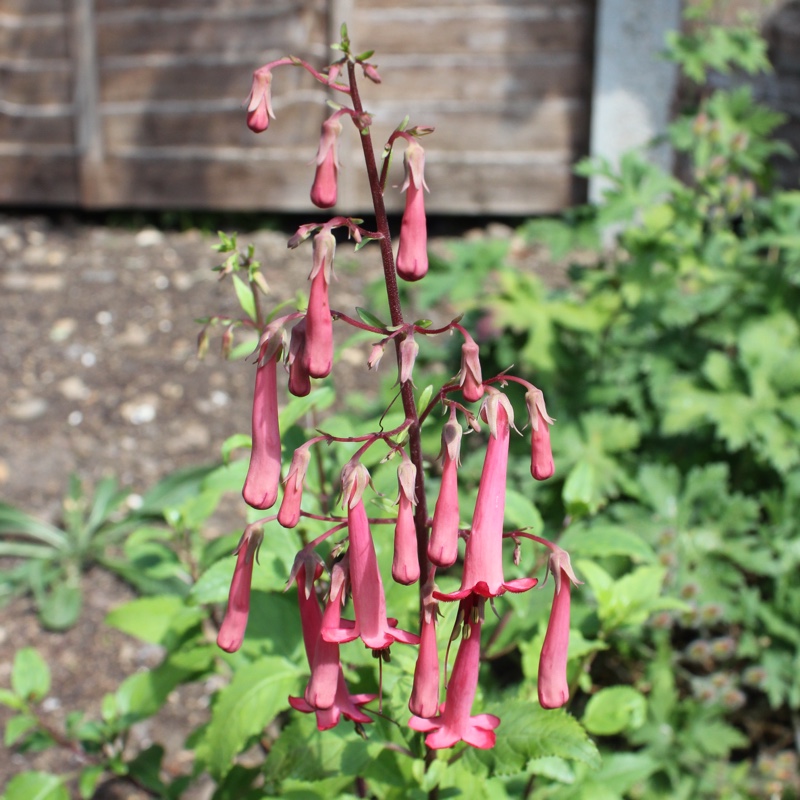 plant image 2558