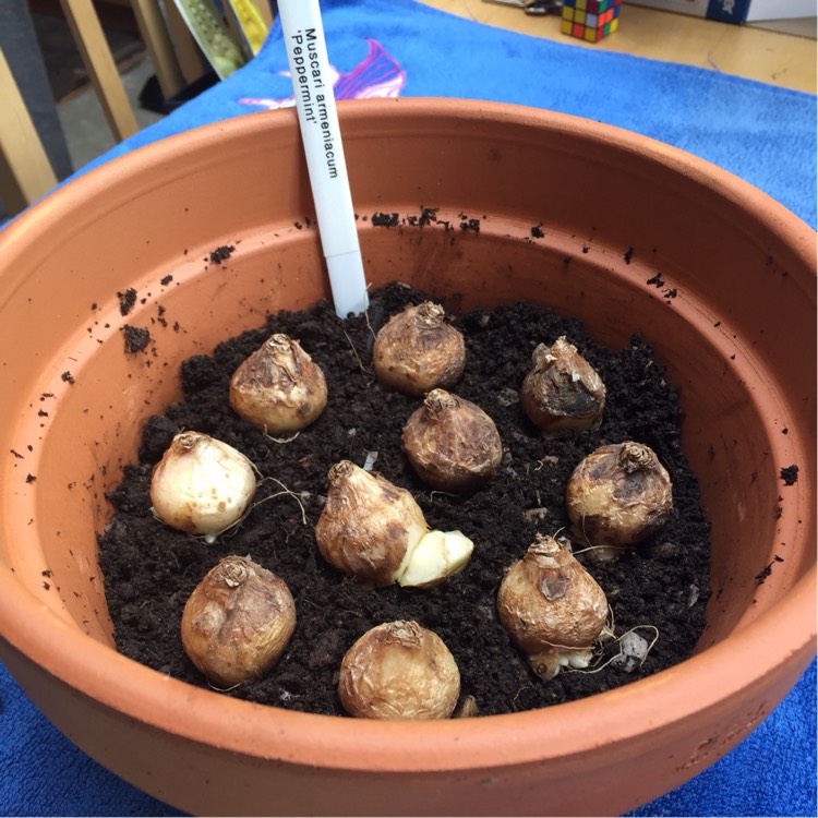 plant image 257833