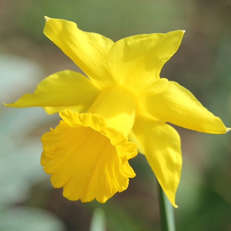 Narcissus 'Rijnveld's Early Sensation' syn. Narcissus 'January'