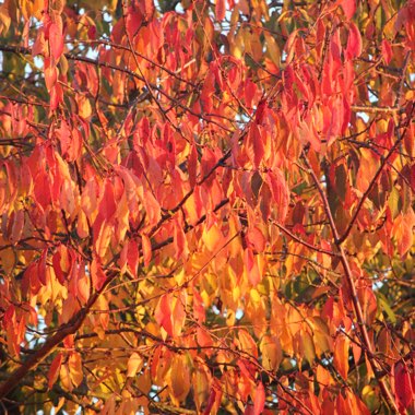 Prunus