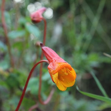 Tropaeolum tuberosum