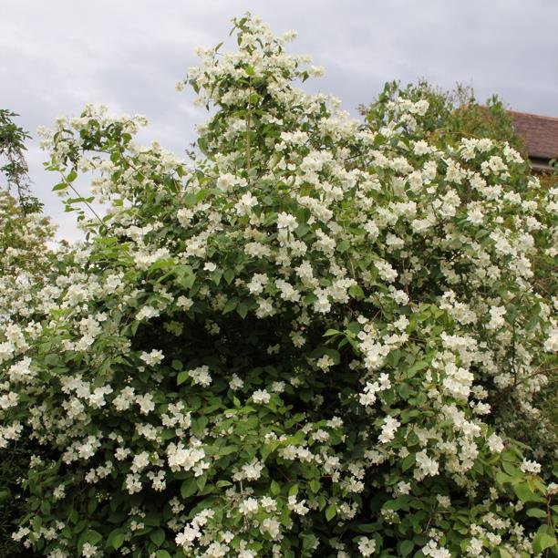 plant image 274