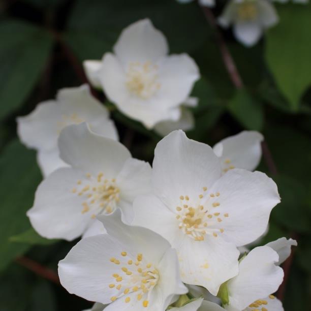 plant image 275