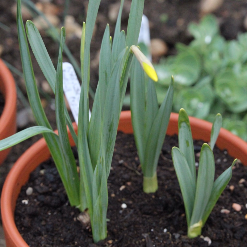 Narcissus 'Conspicuus' syn. Narcissus 'Barrii Conspicuus'