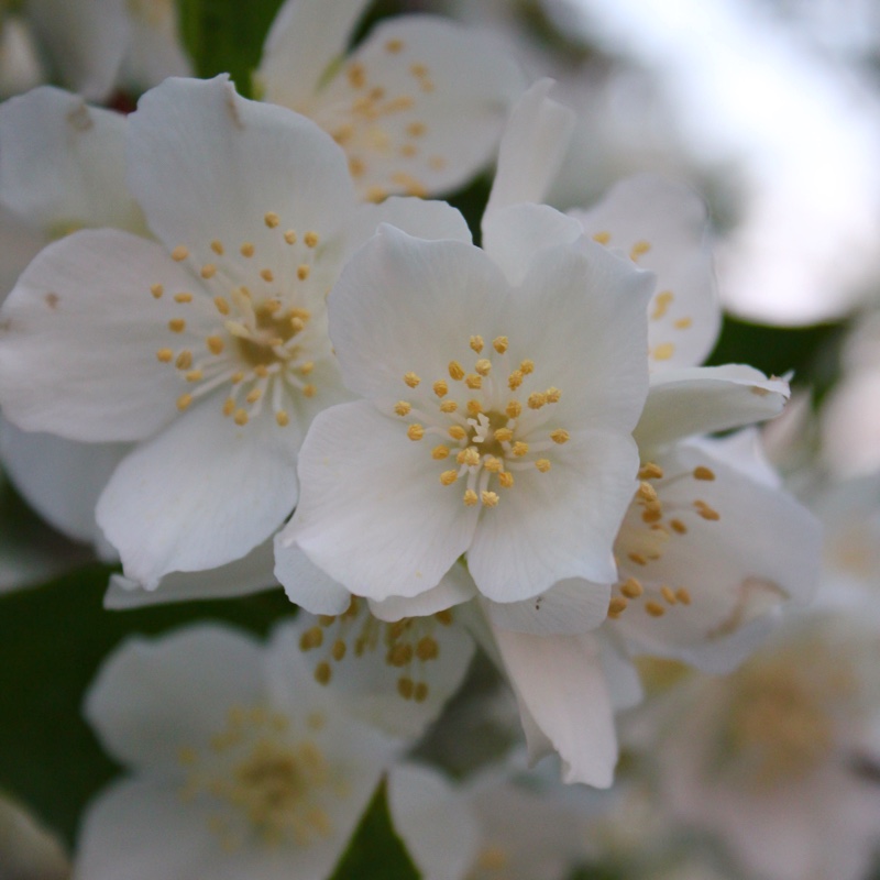plant image 2780