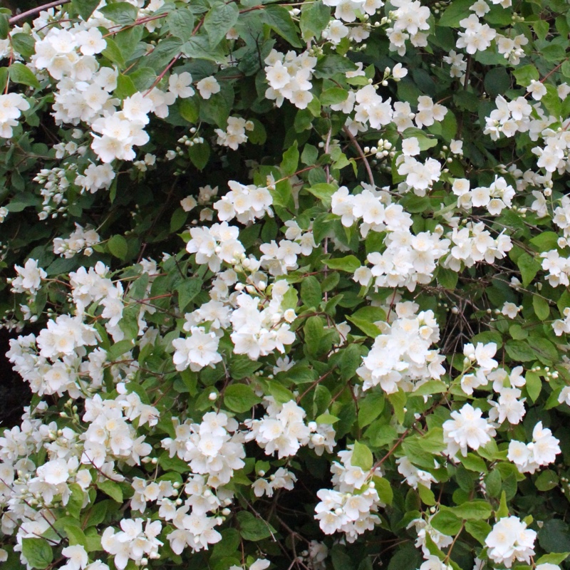 plant image 2781