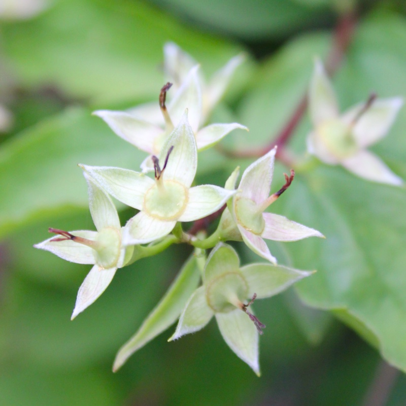 plant image 2782